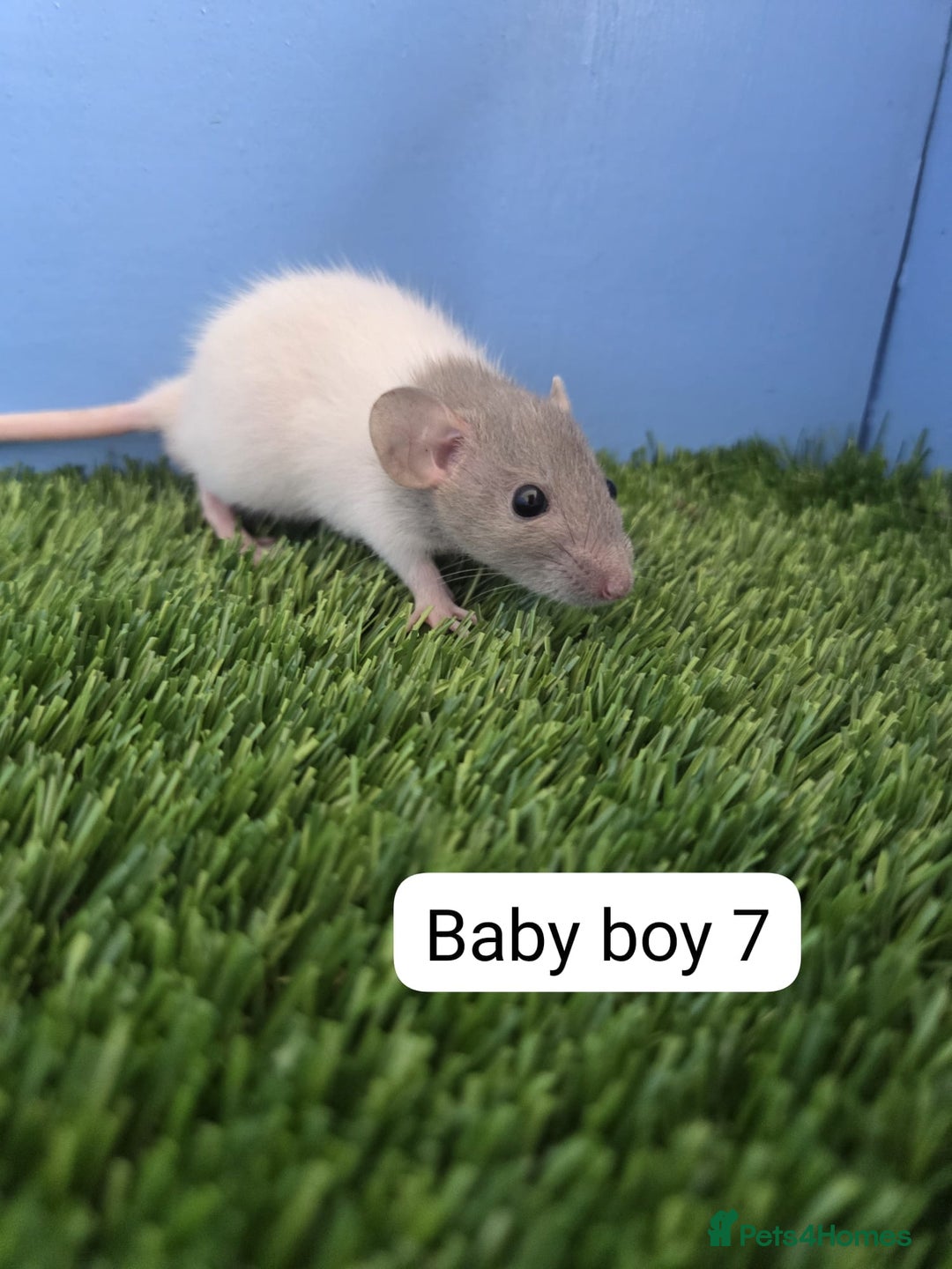 Rat rodents for sale: Baby Rats Males Boys Dwarf Rats  - Image 5