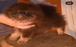 Pomeranian dogs for sale: 🧸💥 TOPQUALITY XXS UNIQUE POMERANIAN PUPPIES 🧸💥 - Image 17