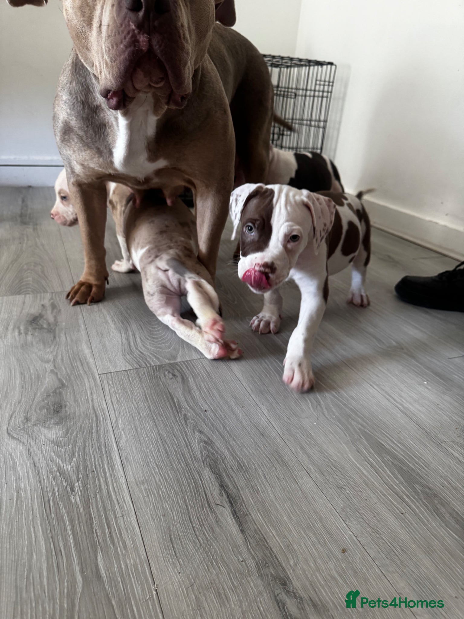 American Bulldog dogs Last boy left lost last account please message her - Advert 1