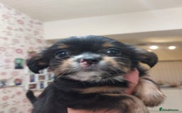 Mixed Breed dogs for sale: Ready to collect  - Advert 22