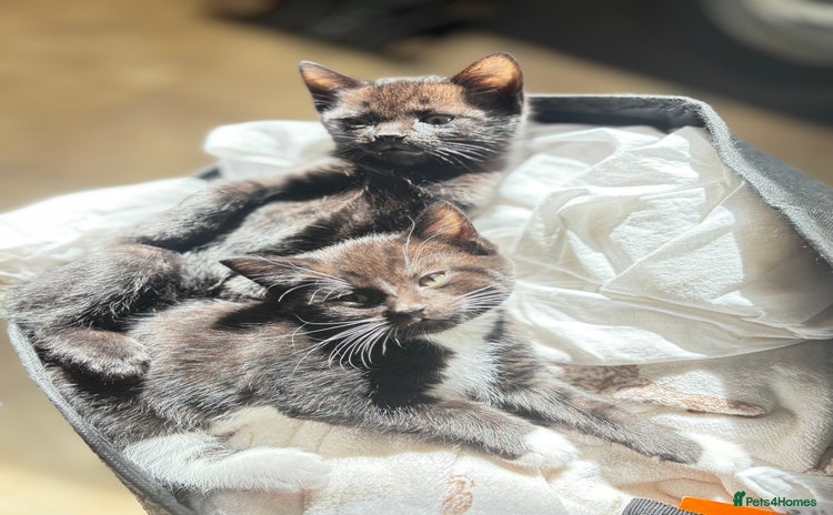 Domestic Shorthair cats - Advert 7