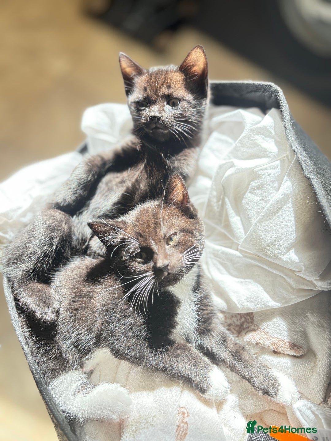 Domestic Shorthair cats for sale: Beautiful all black female kitten ready to leave - Image 1