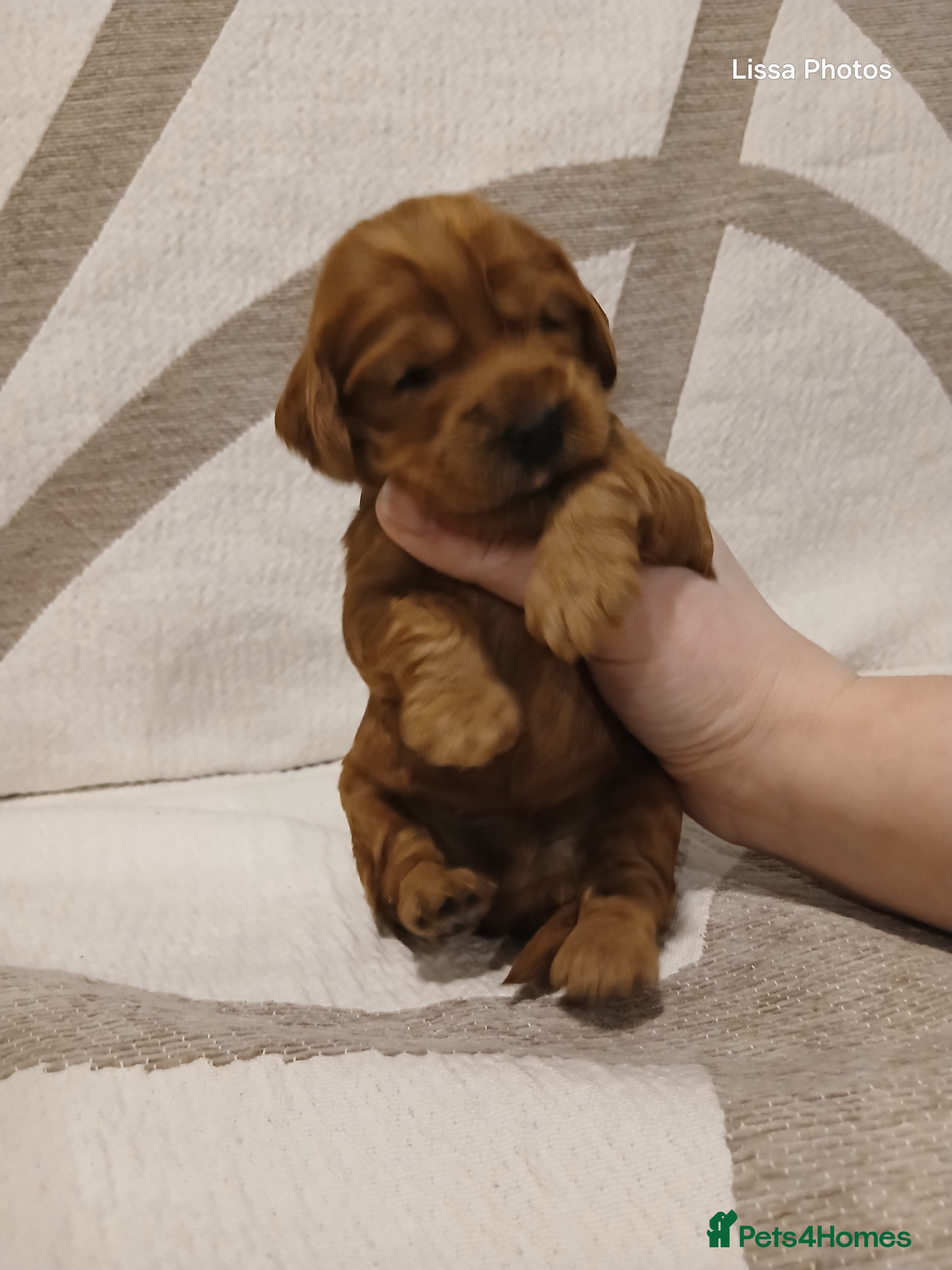 Cockapoo dogs Cockapoo puppies Ready 14th Feb - Advert 13