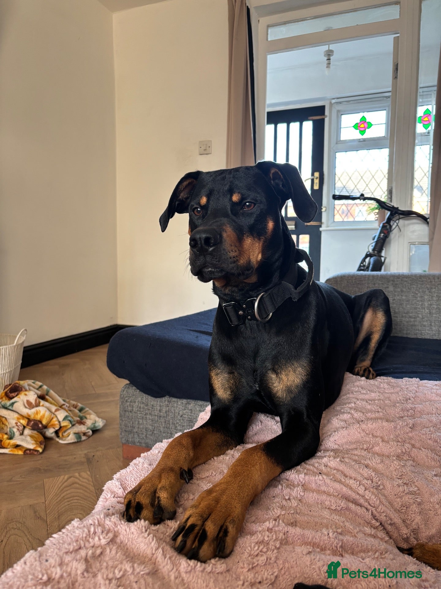 Dobermann dogs Dobermann x Catahoula Leopard Dog Stud - Advert 8