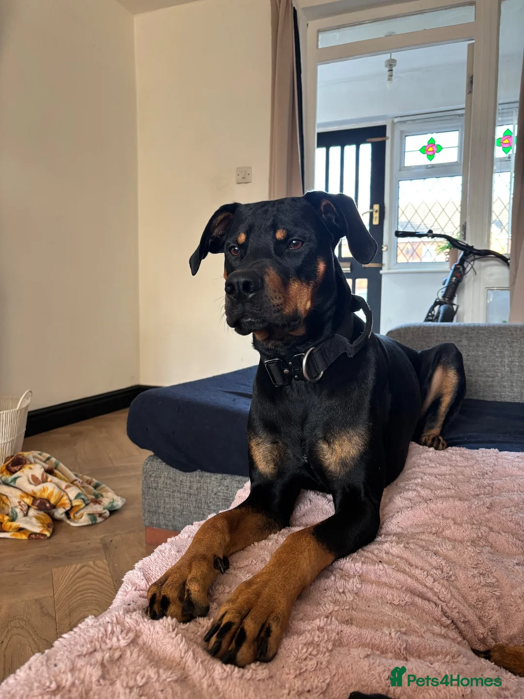 Dobermann dogs for stud: Dobermann x Catahoula Leopard Dog Stud - Advert 1