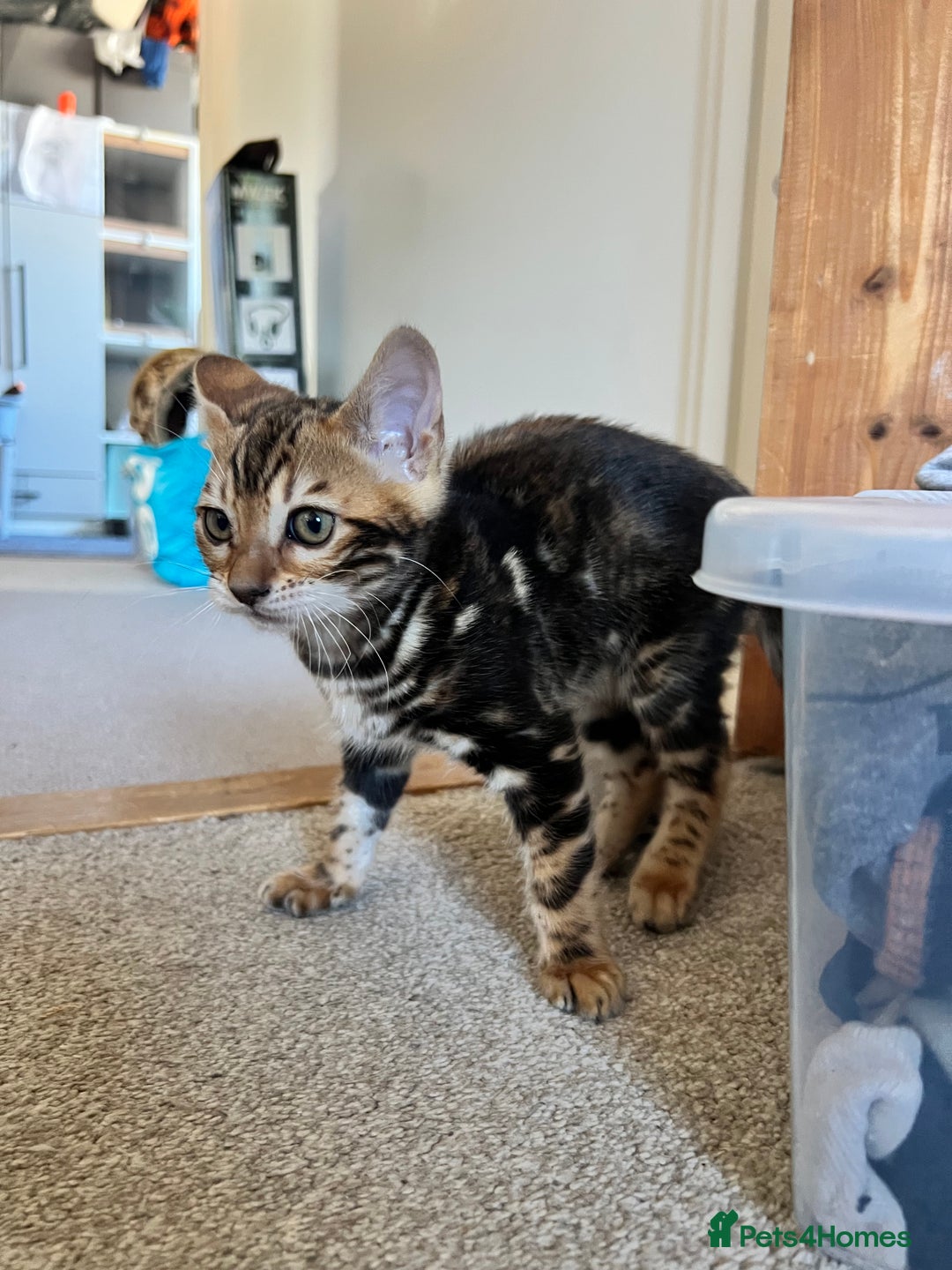 Bengal cats for sale: Beautiful rosette female Bengal kitten  in Okehampton - Image 10