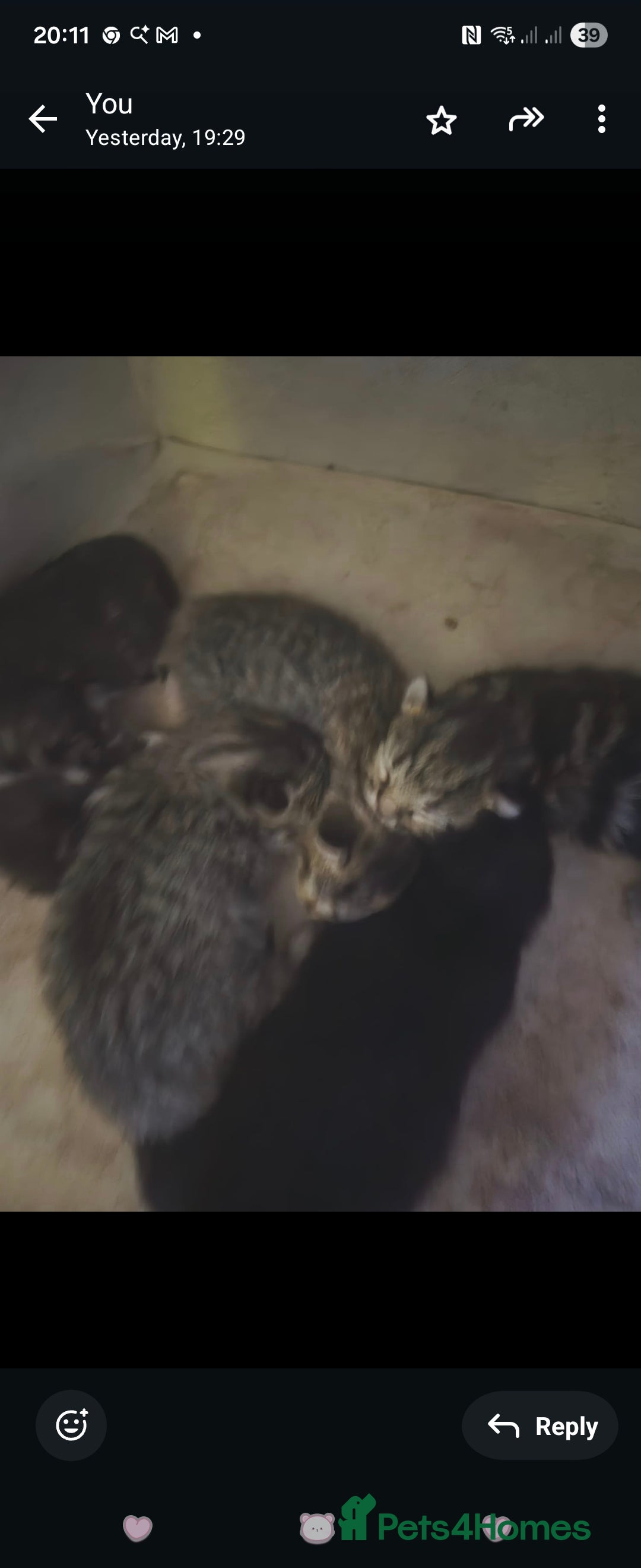 Mixed Breed cats for sale: Beautiful kittens, I have both parents  - Advert 7