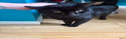 Mixed Breed cats for sale: 2 beautiful boys needing loving homes  - Advert 6