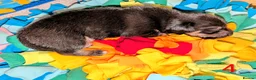 Mixed Breed dogs for sale: Unique Litter Miniature Dachshund & "Dameranian" - Advert 8