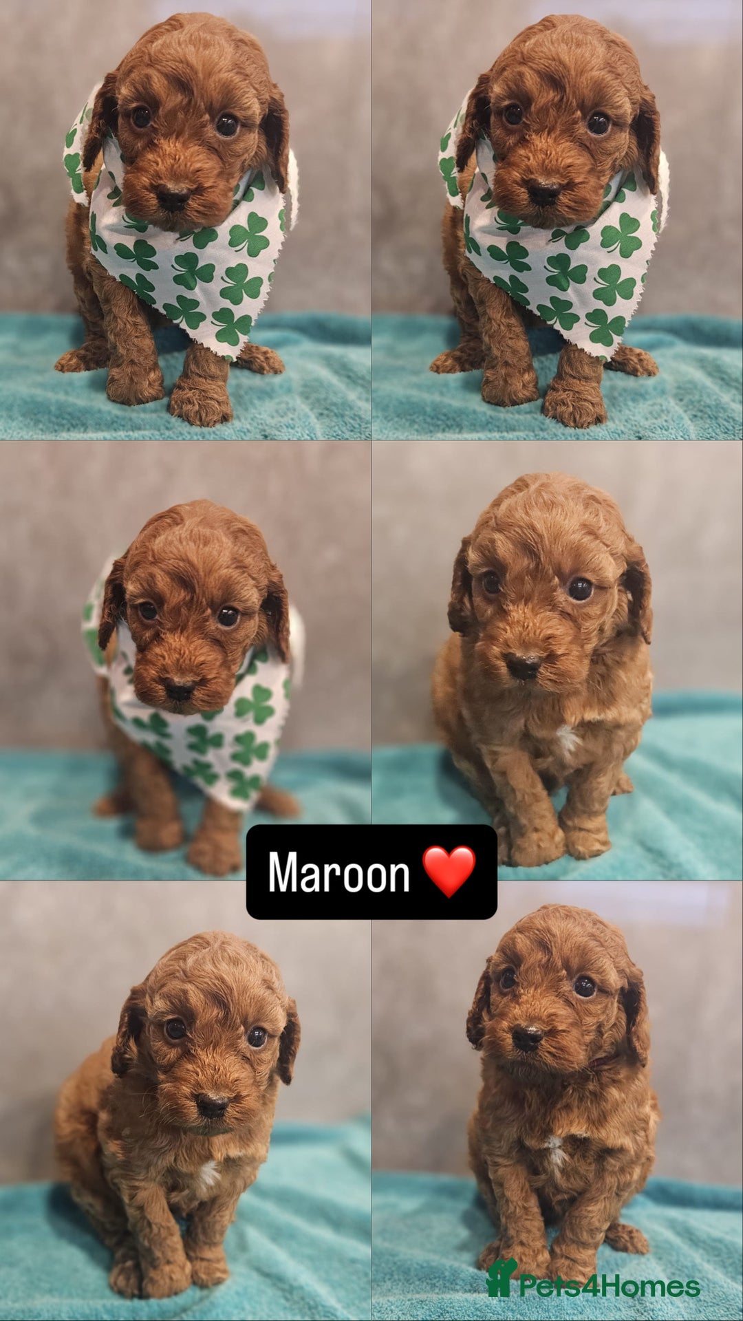 Irish Doodle dogs for sale: Irish doodle puppes - Advert 9