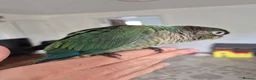 Conures birds for sale: Hand reared Turquoise Conure - 11 Weeks Old in Blackburn - Advert 2