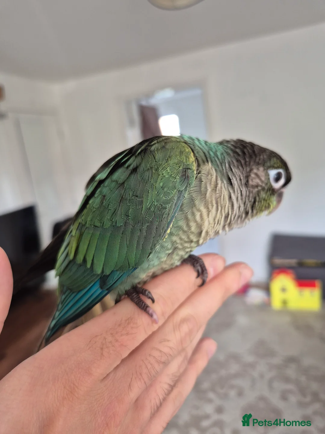 Conures birds for sale: Hand reared Turquoise Conure - 11 Weeks Old in Blackburn - Advert 2