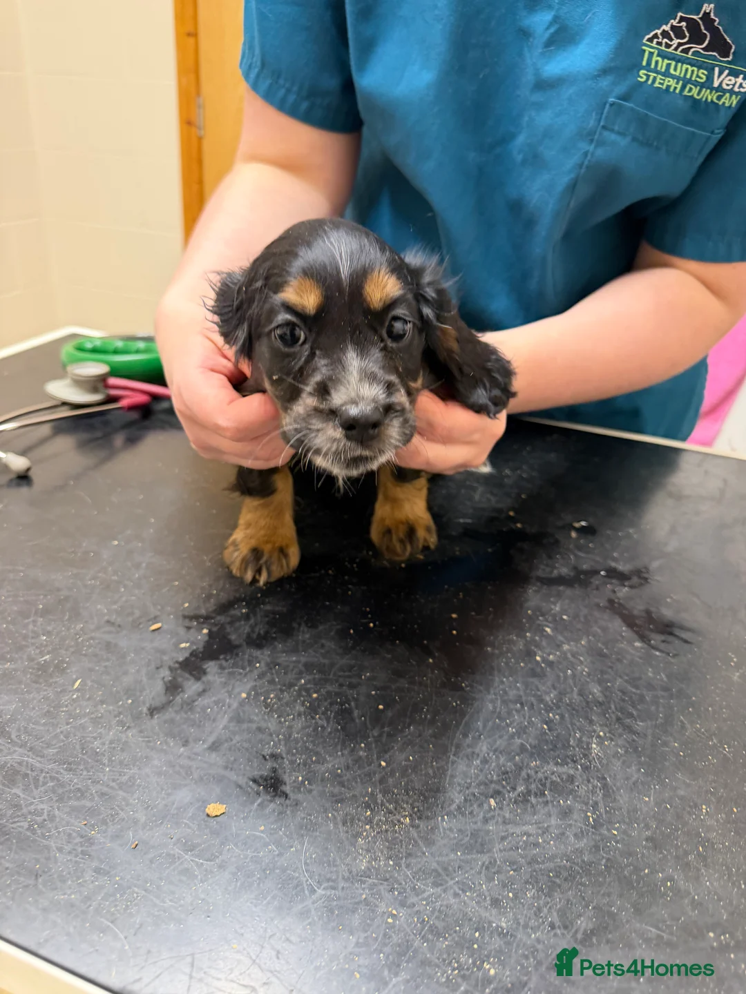 Cocker Spaniel dogs for sale: Stunning ideal family pups  - Advert 25