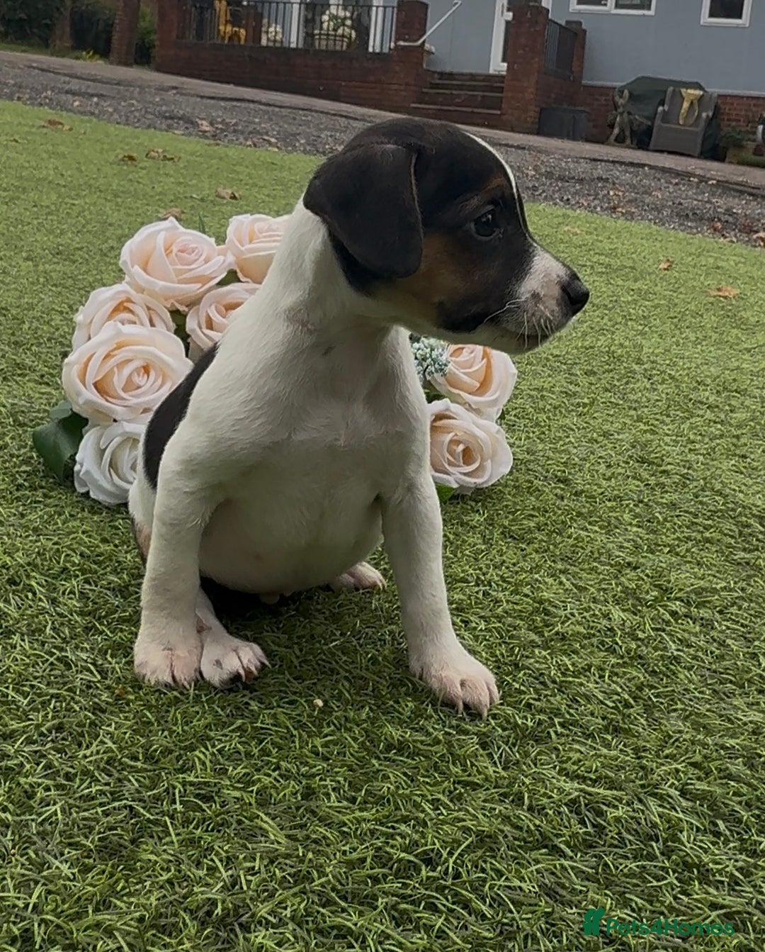 Jack Russell dogs for sale: Tri coloured Jack Russel pups  - Advert 6