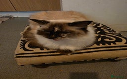 Ragdoll cats for sale: Young affectionate Ragdoll seeking a quiet home  - Image 2