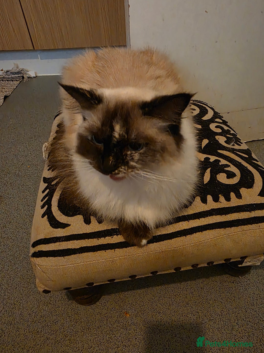 Ragdoll cats for sale: Young affectionate Ragdoll seeking a quiet home  - Image 2