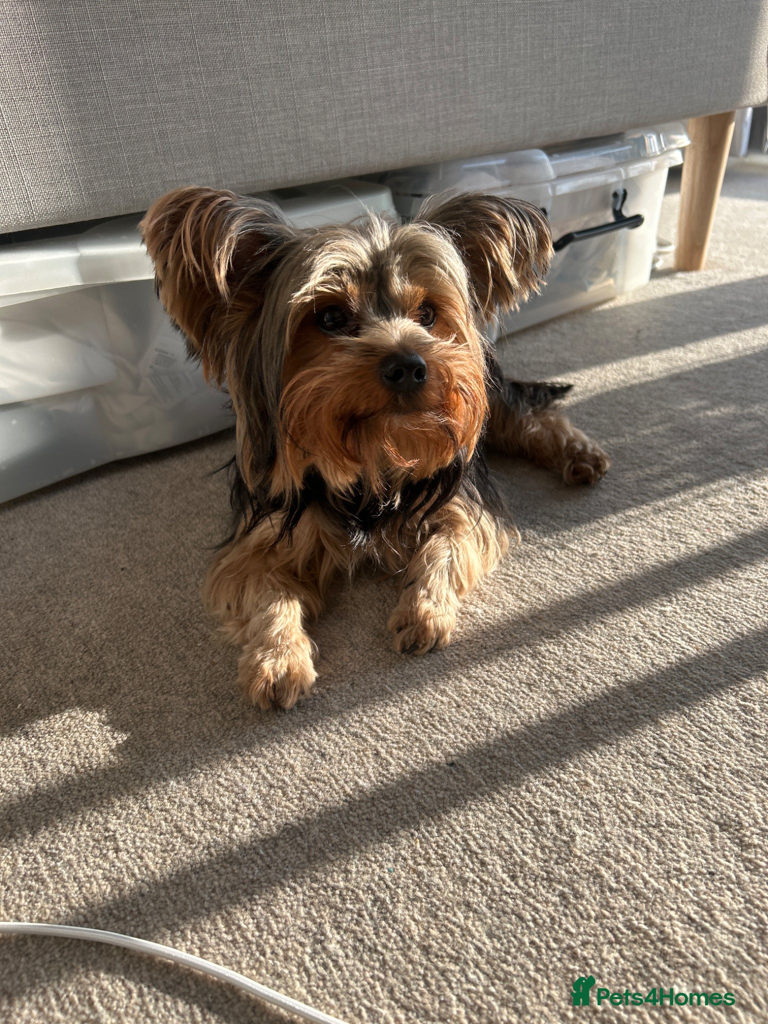 Yorkshire Terrier dogs Stud dog - Advert 3