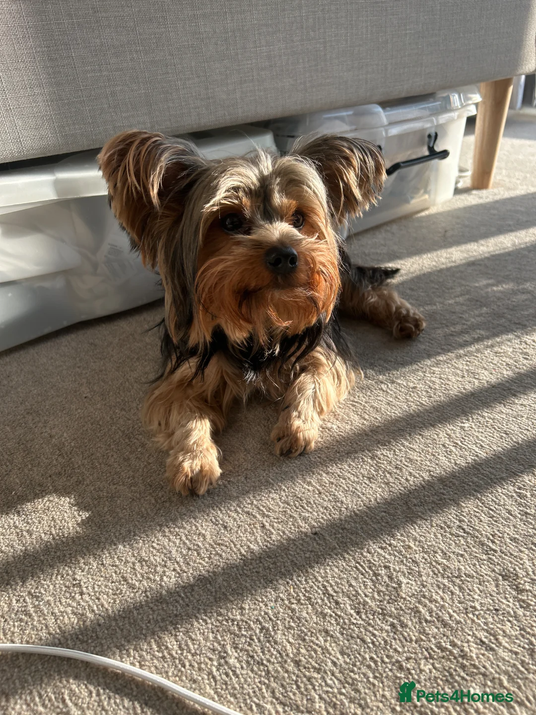 Yorkshire Terrier dogs for stud: Stud dog - Advert 1