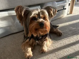 Yorkshire Terrier dogs Stud dog - Advert 11