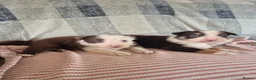 Border Collie dogs for sale: Border collie pups - Advert 5
