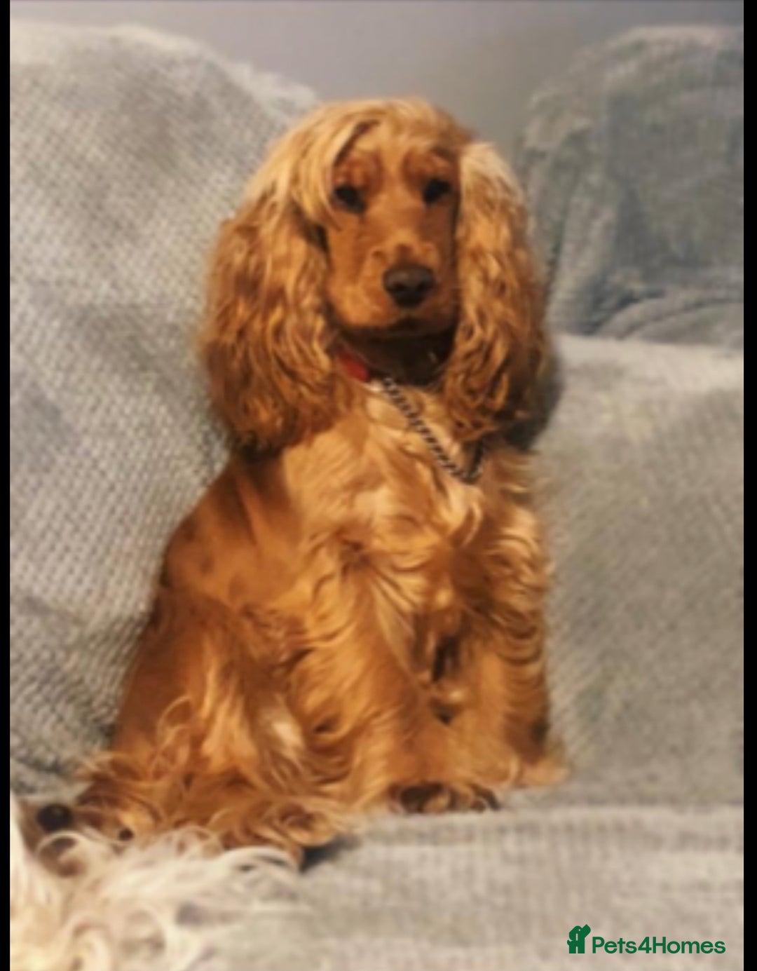 Cockapoo dogs for sale: RED COCKAPOO’s (toy size from show spaniel lines ) - Advert 3