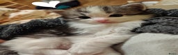 Ragcoon cats for sale: Mainecoon x Ragdoll kittens  - Advert 13