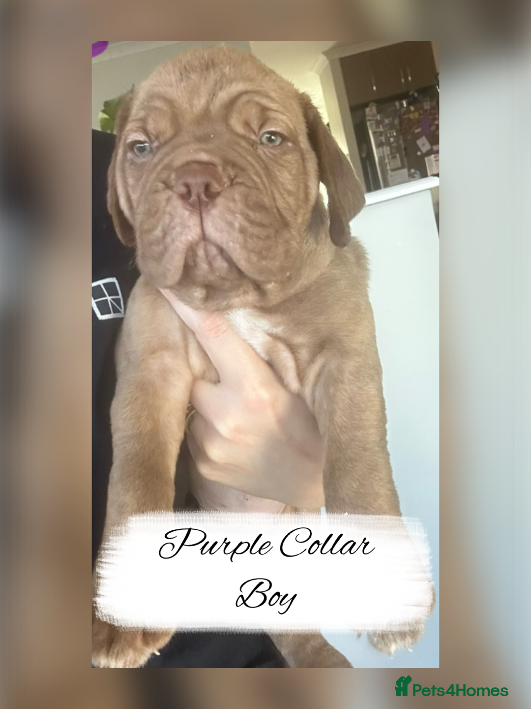 Dogue De Bordeaux dogs for sale: Dogue De Bordeaux Puppies - Image 2