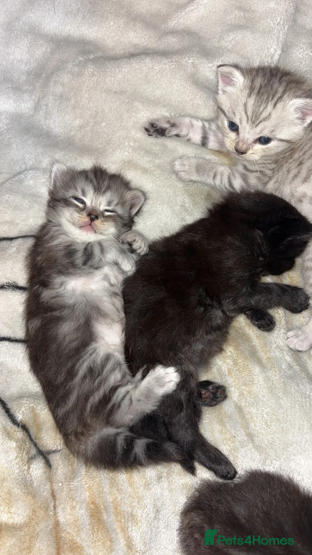 Mixed Breed cats for sale: Mixed breed kittens- ragdoll and tabby - Advert 4