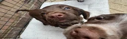 Cocker Spaniel dogs for sale: Remaining Male Cocker Spaniel Pups in Ullapool - Advert 4