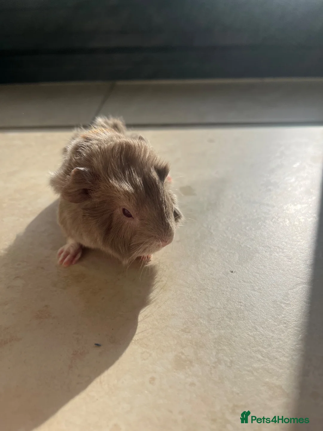Guinea Pig rodents for sale: Male Guinea pig in Southampton - Advert 2