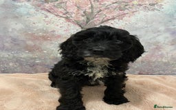 Cockapoo dogs for sale: 🐶*READY NOW*🐶  Stunning show type F1 Cockapoos  - Image 2