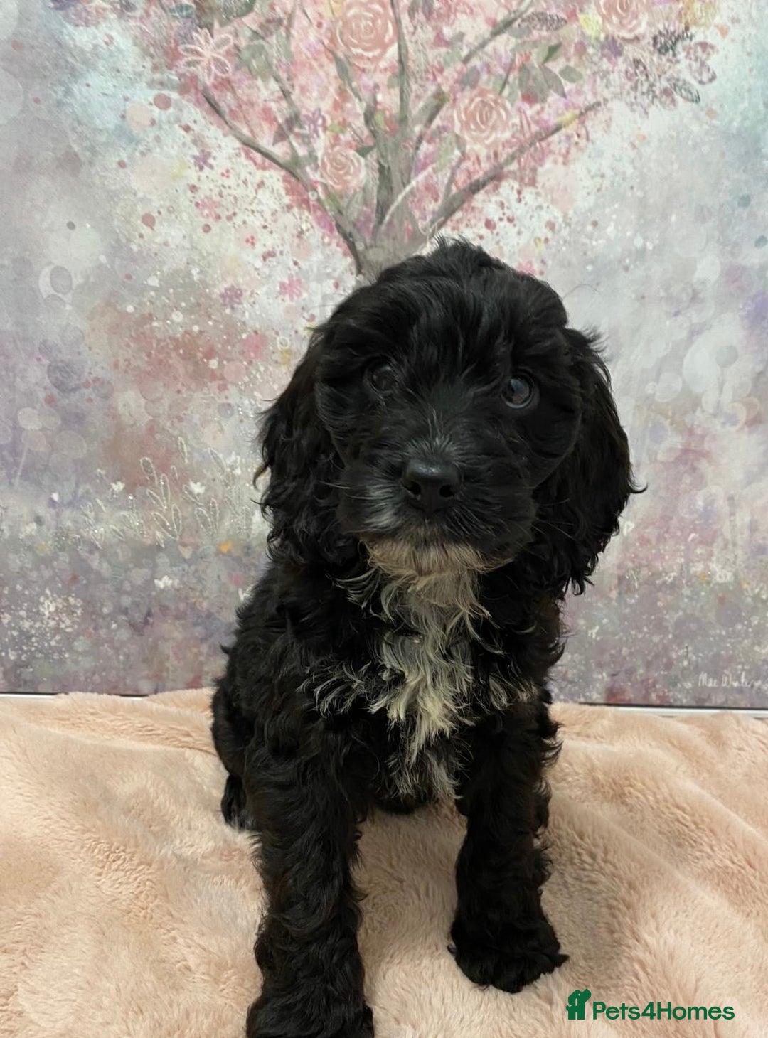 Cockapoo dogs for sale: 🐶*READY NOW*🐶  Stunning show type F1 Cockapoos  - Image 2