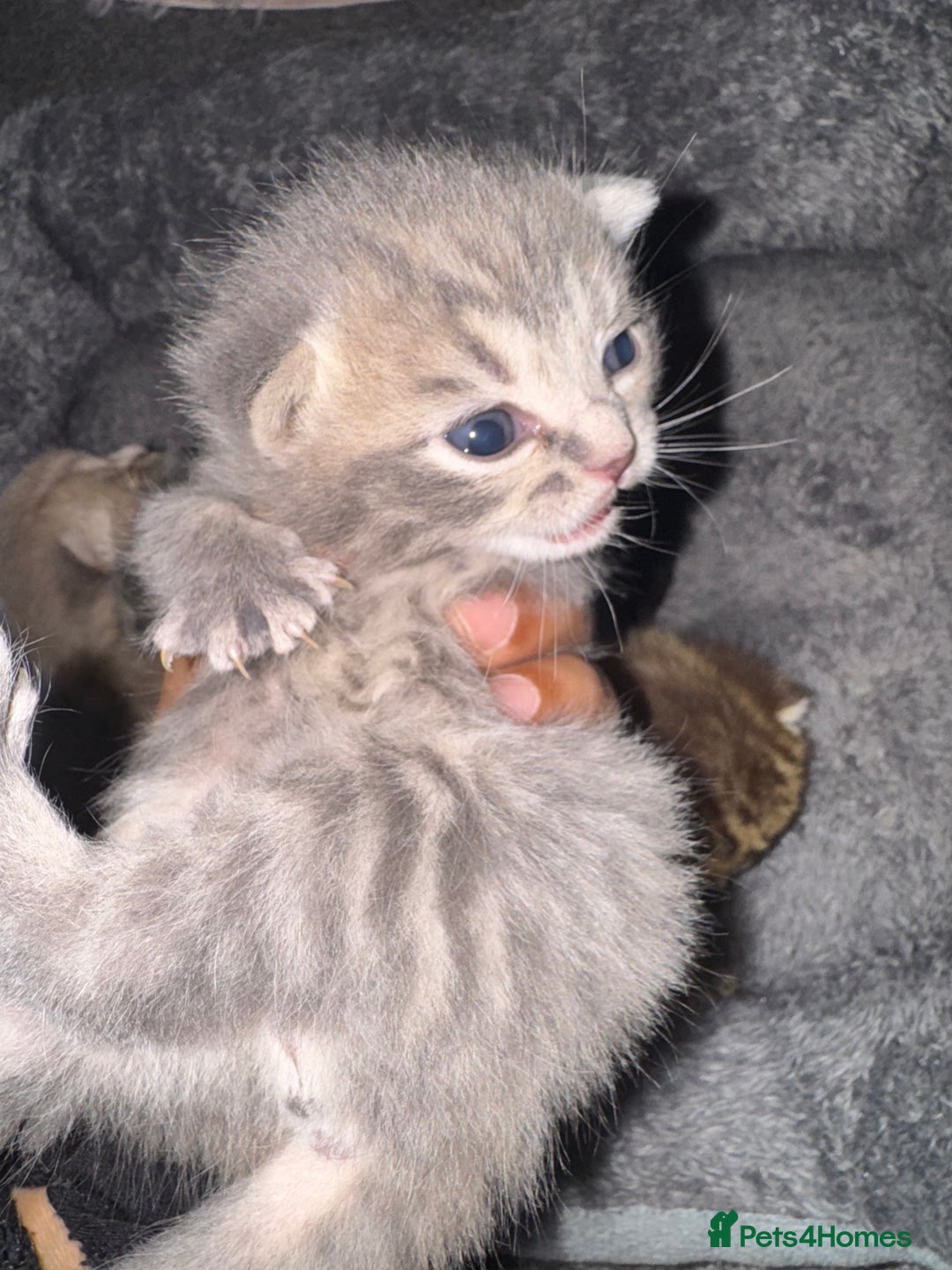 Brazilian Shorthair cats for sale: British shorthairs kittens - Image 8