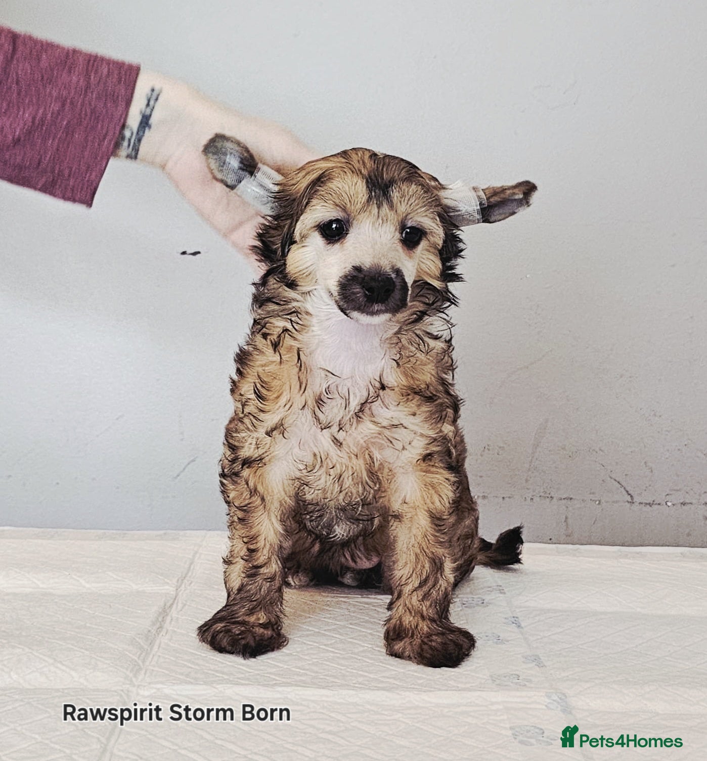 Chinese Crested dogs Meet Your New Best Friend today! - Advert 3