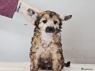 Chinese Crested dogs Meet Your New Best Friend today! - Advert 9