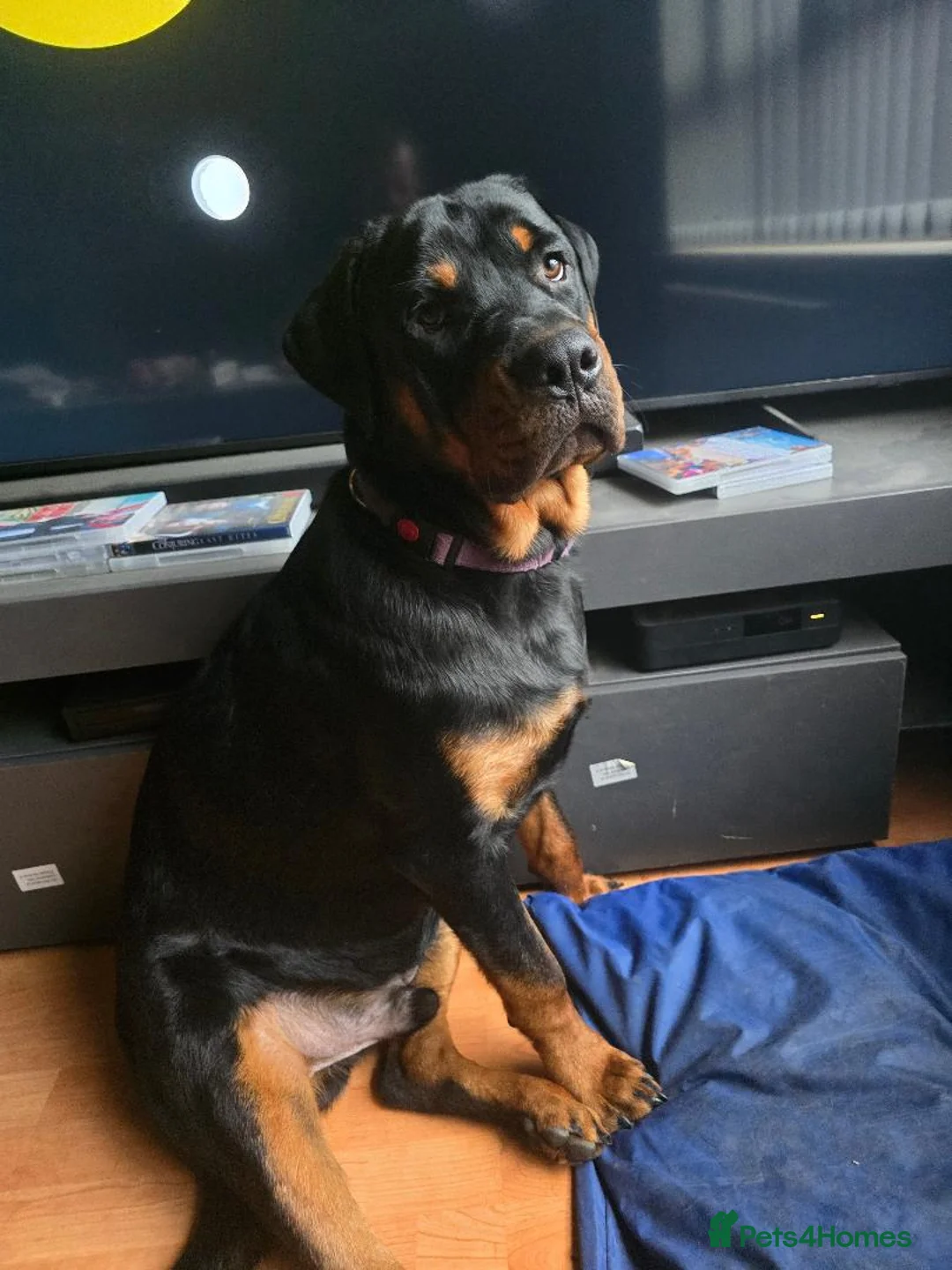 Rottweiler dogs for sale: rotty babies - Advert 6