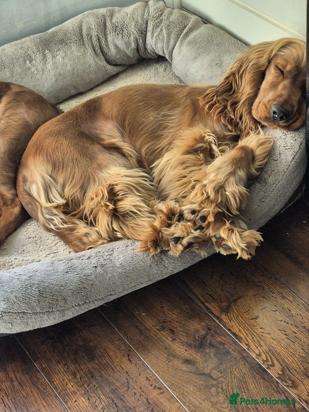 Cocker Spaniel dogs for sale: Looking for a new home  - Advert 6