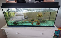 Other/Mixed Breed fish for sale: Fish tank and fish full set up need gone £40 - Image 2