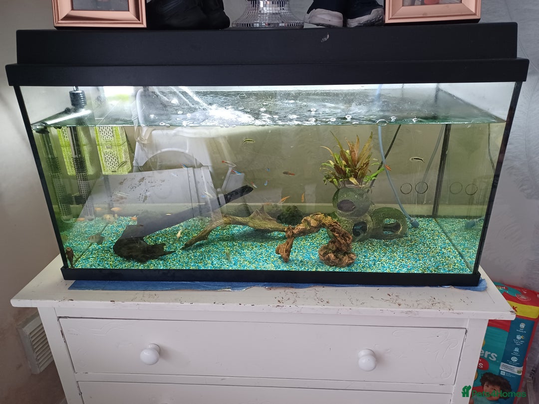 Other/Mixed Breed fish for sale: Fish tank and fish full set up need gone £40 - Image 2