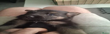 German Shepherd 6