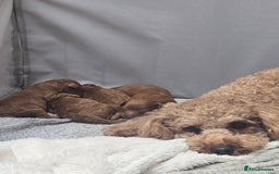 Cockapoo dogs for sale: Red Toy Cockapoo - Image 6