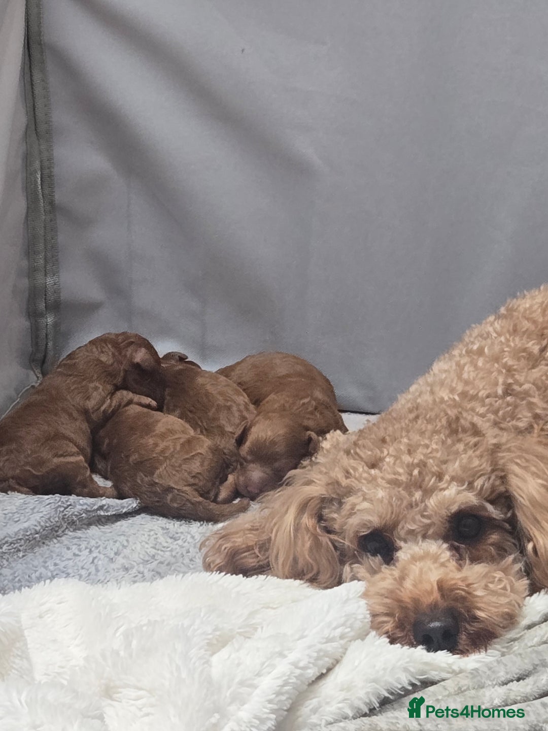 Cockapoo dogs for sale: Red Toy Cockapoo - Image 6