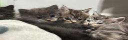 Maine Coon cats for sale: 5 adorable maine coon kittens - Advert 1