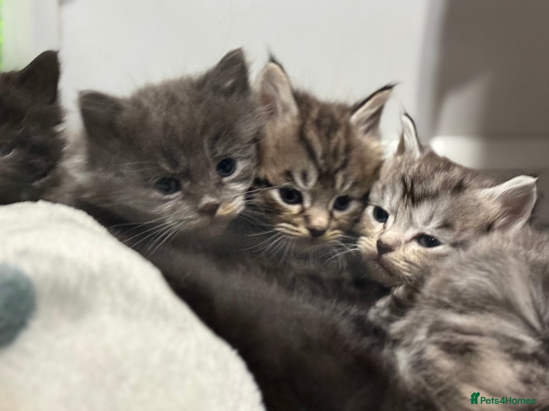 Maine Coon cats for sale: 5 adorable maine coon kittens - Advert 1