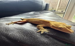 Gecko reptiles for sale: Crested gecko - Image 2