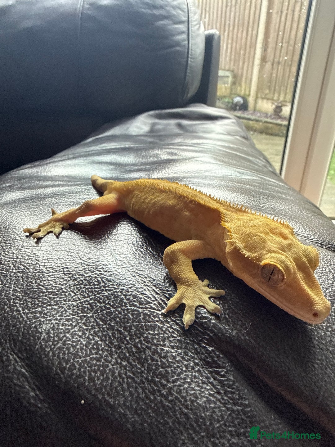 Gecko reptiles for sale: Crested gecko - Image 2