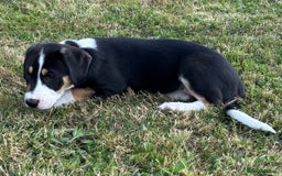 Mixed Breed dogs for sale: Collie x Lurcher Springer - Image 14