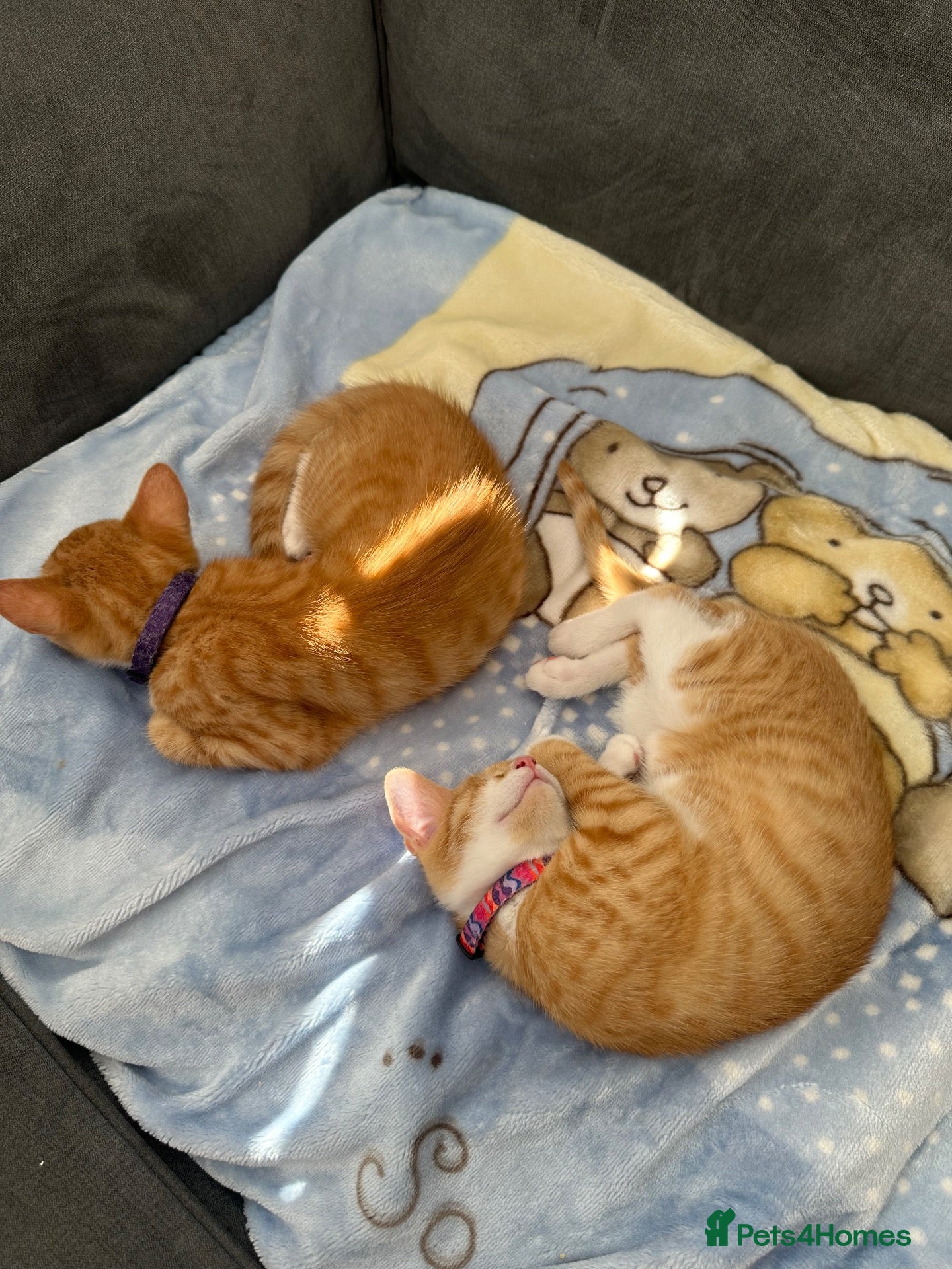 British Shorthair cats for sale: 2 ginger girl twins  - Advert 13