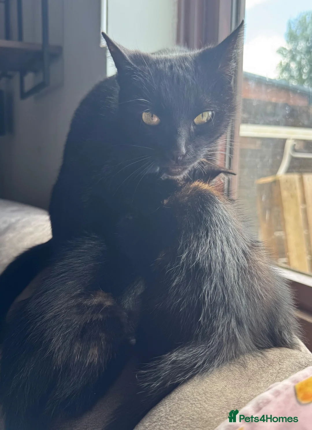 Mixed Breed cats for sale: Female kittens ready for new loving home - Advert 2
