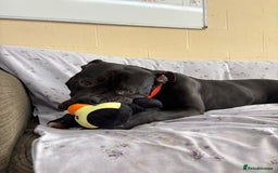 Staffordshire Bull Terrier dogs for adoption: Fernando - Image 4